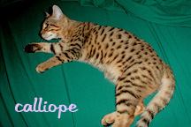 AMANTRA'S CALLIOPE OF HIFIDELITY