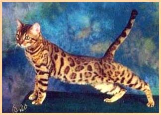 DiCaprio of Starbengal