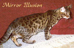 MILLWOOD MIRROR ILLUSION OF KINGSMARK