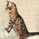 MIRROR IMAGE AS A KITTEN
