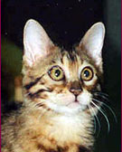 MIRROR IMAGE AS A KITTEN