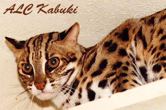 ALC KABUKI OF MILLWOOD