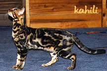 GOLDSPURR KAHILI