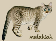 ALIROSE MALAKIAH OF HIFIDELITY