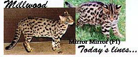 MILLWOOD MIRROR MIRROR