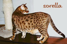 FASCATS SORELLA
